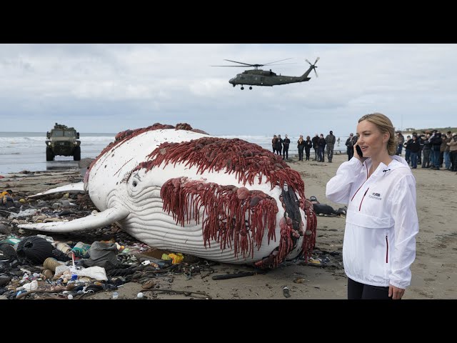 A giant whale with millions of barnacles living on its body was stranded and was rescued by locals