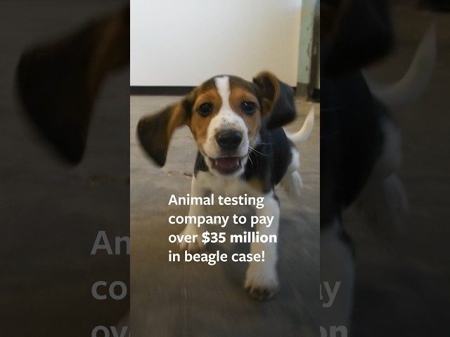 4,000 Beagles: $35 Million Resolution  #beagles #shorts #dog