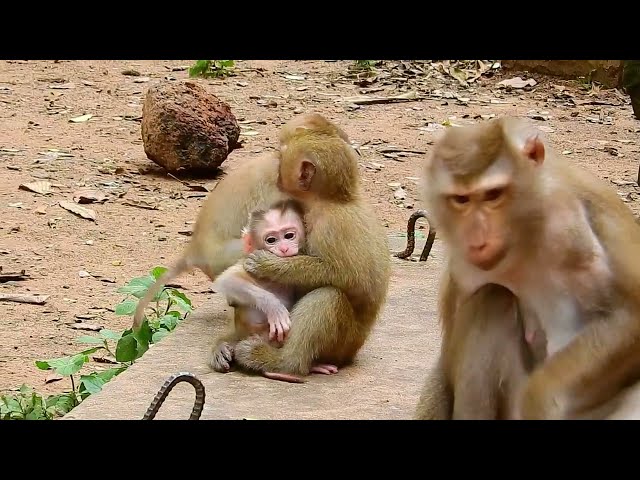 Look Very Interesting Baby Leo Care By his sister Rainbow