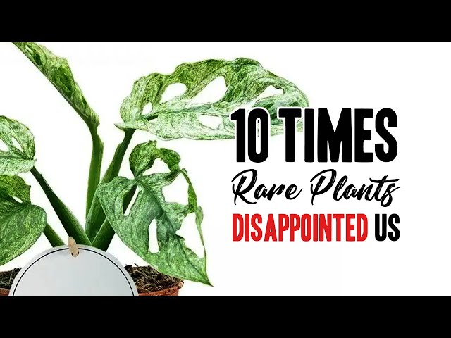 10 times Rare Houseplants disappointed us