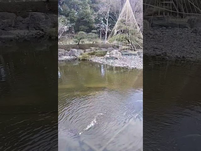 Japanese Garden. Relaxing Place.