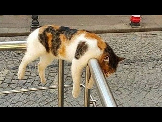 Unpredictable cats sleeping 😹 Funny Cats Videos