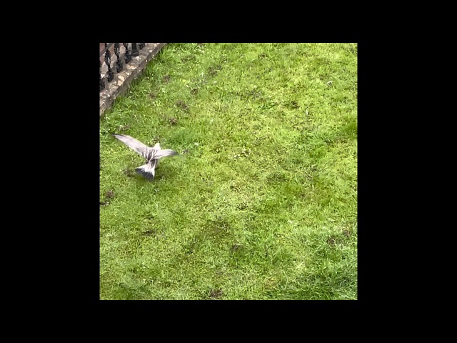 Baby seagull learning to fly after left to starve