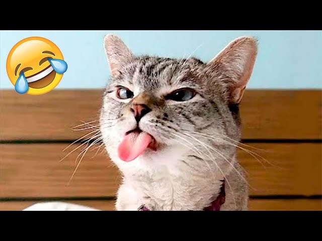 1 Hour of Funniest Animals 2023 😍 New Funny Cats and Dogs Videos 😹🐶 Part 10