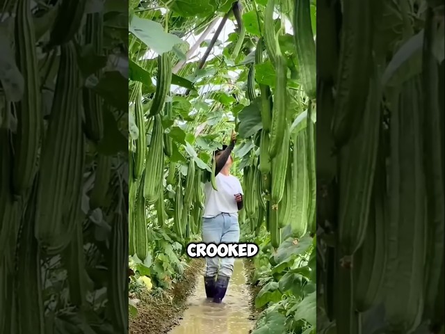 China's Amazing sponge gourds cultivation !😲