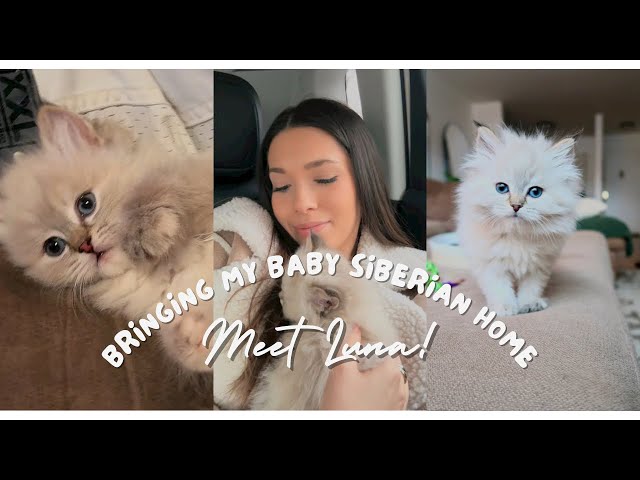 Bringing My 8 Week Old Siberian Kitten Home | Meet Luna!