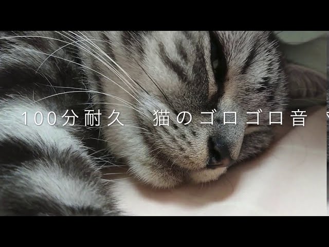 [ASMR for sleep] Cat purring sound 100 minutes