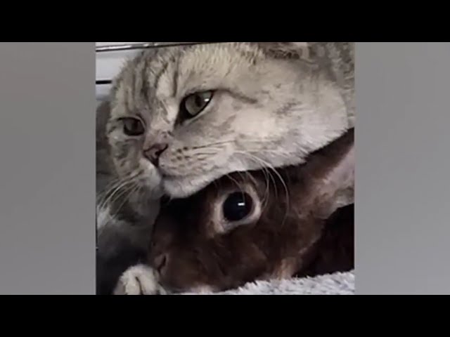 Full 1 jam Video hewan lucu" One hour funny animal videos #funnyvideos #pets