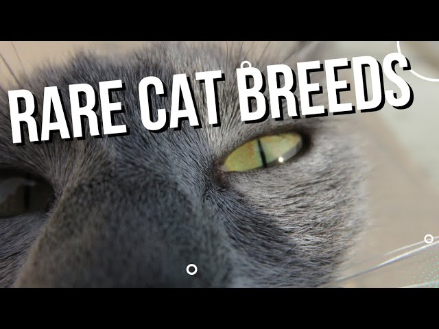 Do You Know All These Rare Cat Breeds?