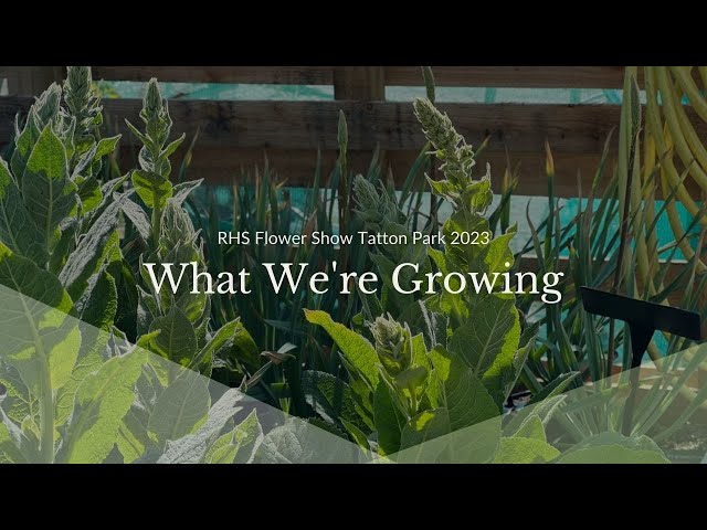 What We're Growing | RHS Flower Show Tatton Park 2023