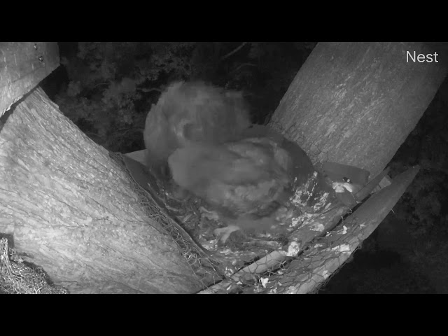 Papa shows during feeding