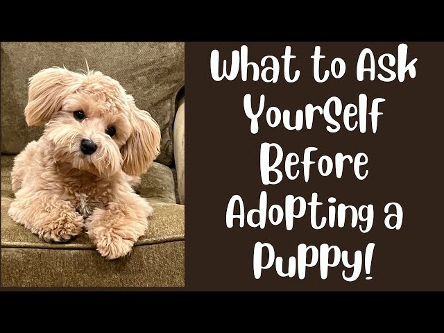 Questions to Ask Yourself BEFORE ADOPTING a New PUPPY!