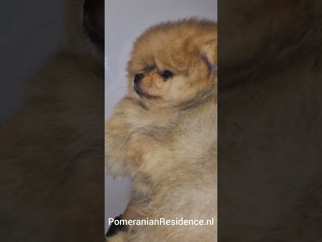 Elite Mini Bearface Orange Baby Boy Hunter Leeftijd 7 Weken @PomeranianResidence #pomeranian