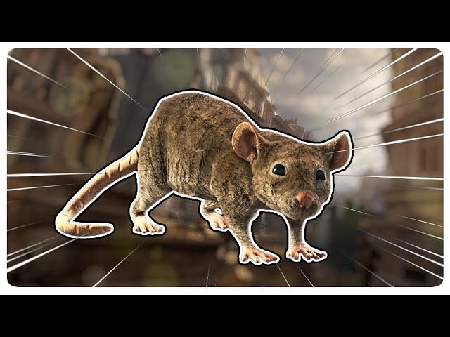 VR RAT MOMENTS