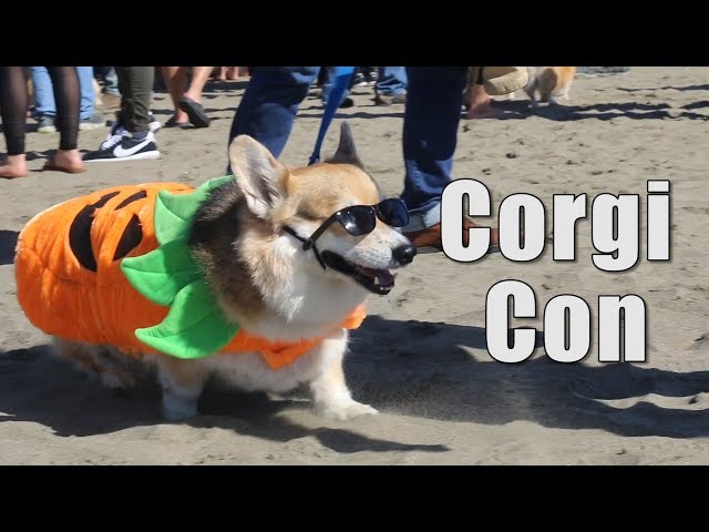 De-stress with CORGIS!