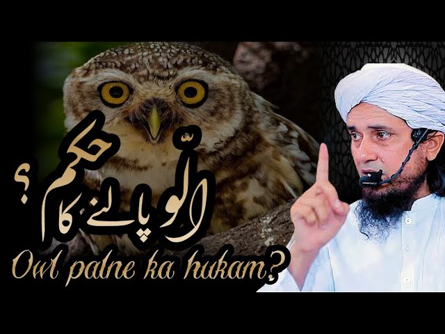 Owl palne ka hukam?   |  Islamic Thoughts  |  Mufti Tariq Masood