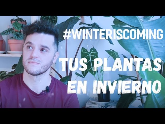 Houseplants care in fall and winter