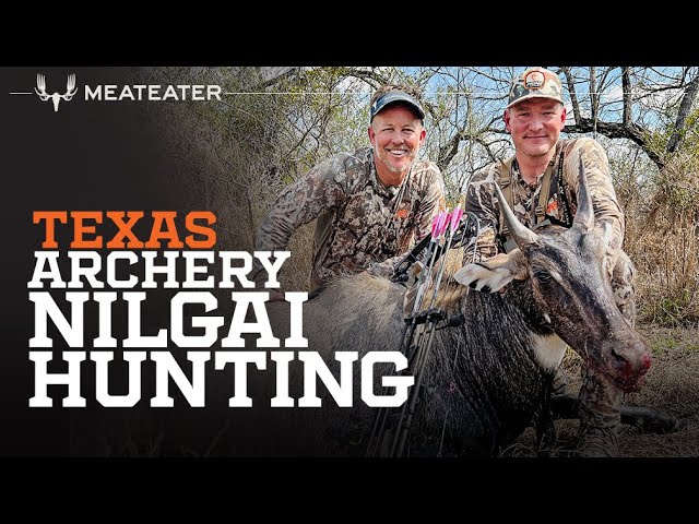 Texas Archery Nilgai | On the Hunt