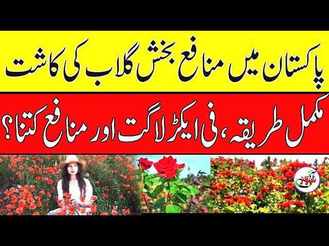 Gulab Rose farming business in punjab pakistan | Gulab plant kaise Lagaye | IC AGRI 80 news |