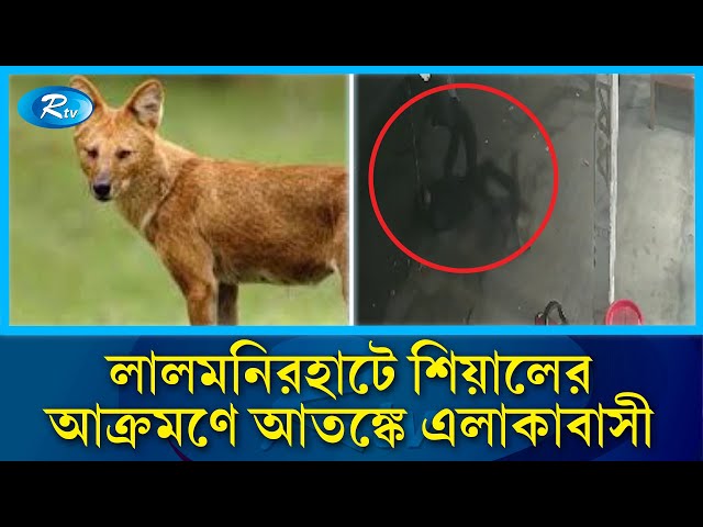 শিয়ালের কা/মড়ে আতঙ্কিত লালমনিরহাটের মানুষ | Fox | Lalmonirhat | Lalmonirhat fox News | Rtv