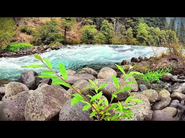 Turquoise River Song | Forest Birdsong & Water Sounds for Sleep