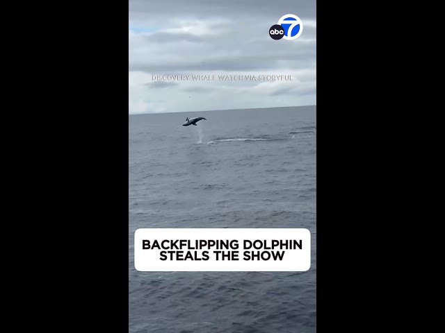 Backflipping dolphin steals the show off California coast