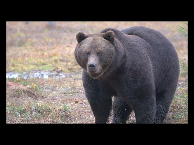 A huge bear is eating in the woods. 4K HDR/HLG