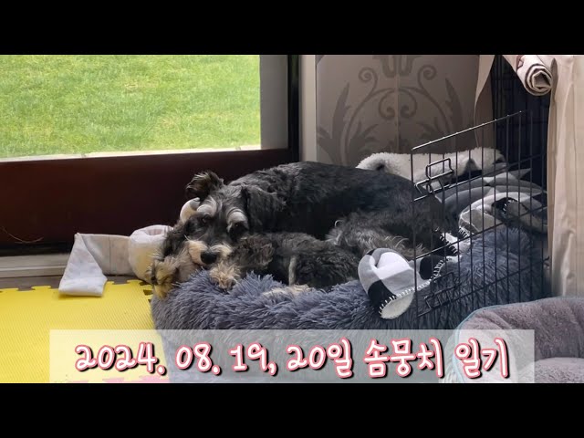 2024. 08. 19, 20일 솜뭉치 일기 (슈나우저 Vlog)