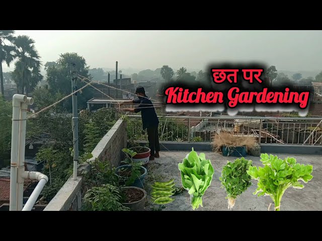 छत पर सब्जियों को कैसे ग्रो करें। Kitchen Gardening on Terrace🤩 सब्जियां आसानी से grow करें 👍🏻