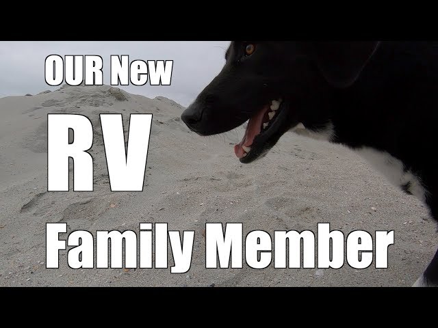 Our New RV Dog | RV Life