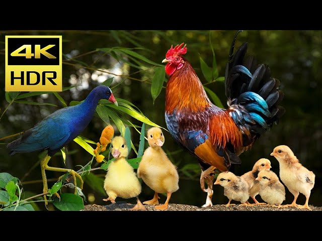 Cat TV for Cats to Watch Relaxing - My Garden Birds, Chickens, Ducks and Cute Animals for Cats