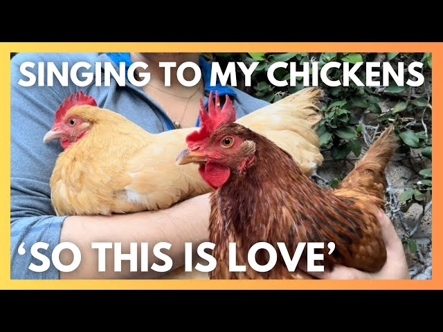 Singing "So This Is Love" from Cinderella to my chickens lol the full version