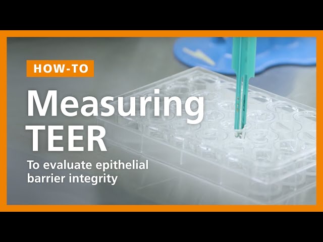 How to Perform a TEER Measurement to Evaluate Epithelial Barrier Integrity in ALI Cultures