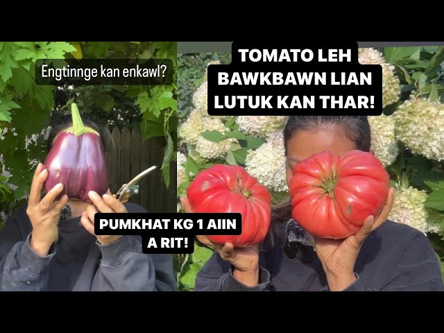 KG 1 AI A RIT TOMATO KAN THAR!!!