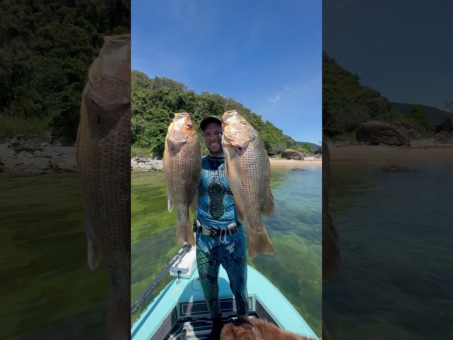 Jump over and watch the full ep !! #fishing #fishingaustralia #catchandcook #spearfishing