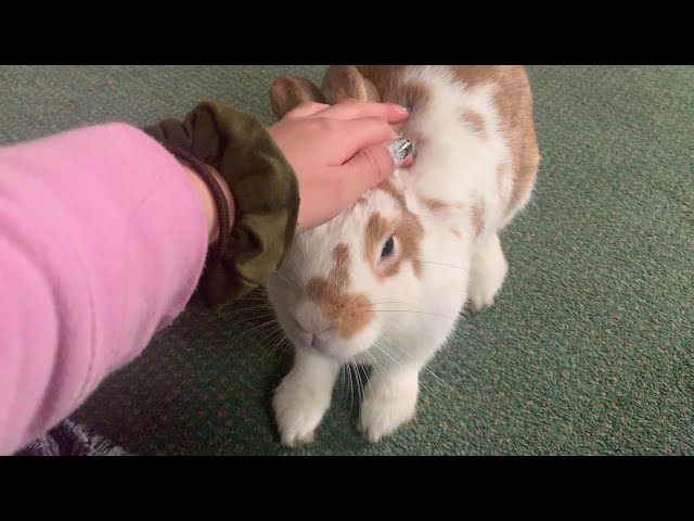 Young Rabbit asks for pets, when I stop.