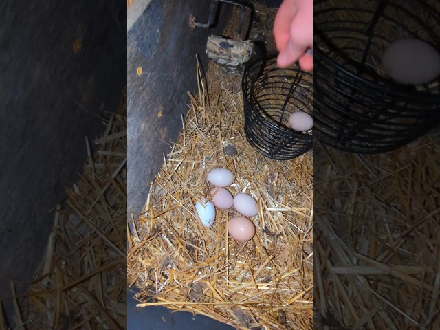 Did The Chickens Lay A Record Number Of Eggs? #chickeneggs