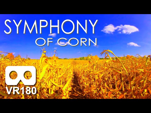 VR180 Serenity ASMR: A Symphony of Corn. Autumn Corn Ready For Harvest. Amazing Sound