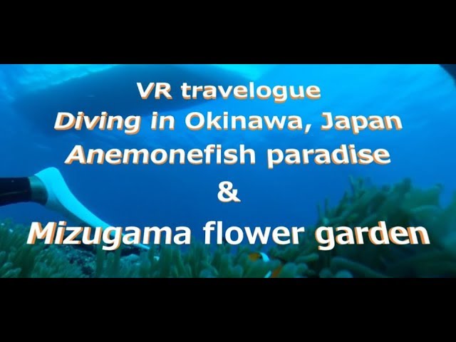 VR travelogue - Okinawa Diving (🐠Anemonefish paradise & 🌼Mizugama flower garden) -