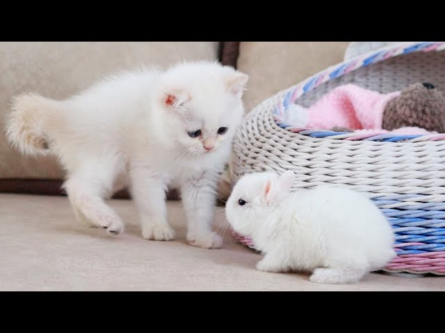 White kitten and white Tiny bunnies 🐰