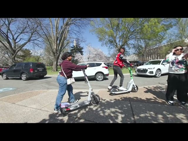 Cherry Blossom Washington DC VR180