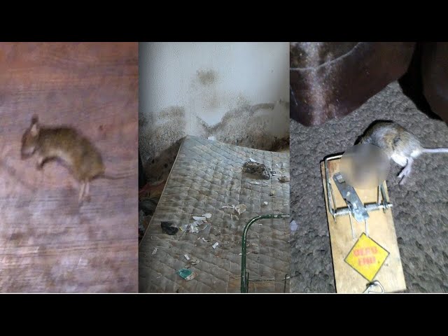 East Cleveland man says his apartment complex is infested with mice, mold