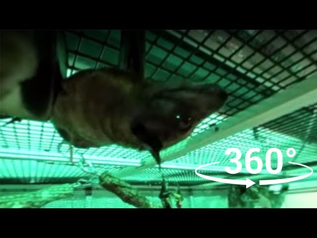 360° Footage of bats playing | Bats 360° Experience | DPTV Education