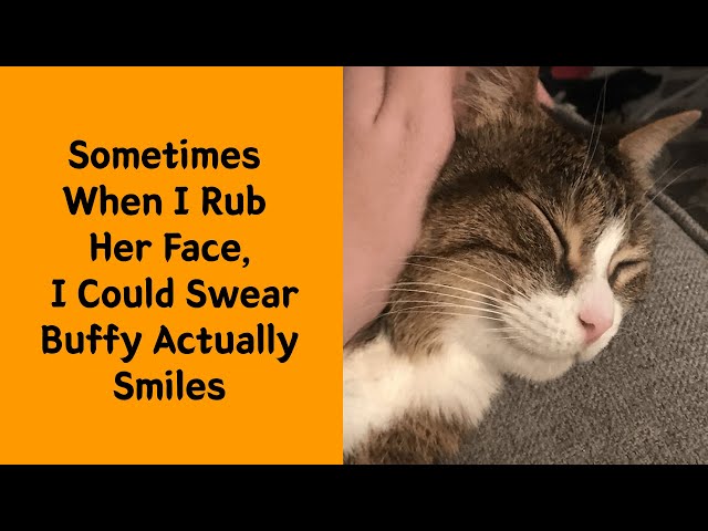 50 Best Cat Smiles You've Ever Been Blessed To Witness - Cute cat