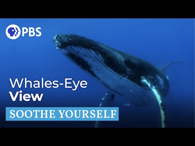 Humpback Whales | Soothe Yourself | PBS NATURE