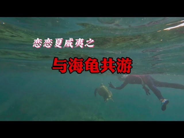 Swim with sea turtles（与海龟共游）