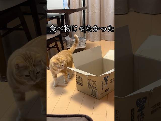 食べ物じゃなかった 猫 cat アメショ うめ