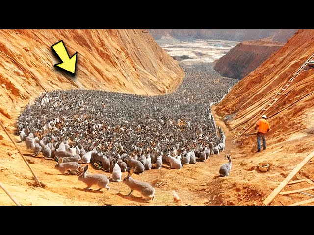 Australia Relocated A Million Rabbits To The Desert, And A Year Later The World Was Shocked