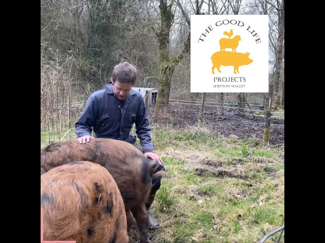 Farm Case Study 32: The Good Life Meat Projects, Shepton Mallet