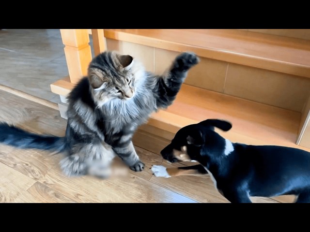 Cats VS. Dogs 💥 | Hilarious Cat & Dog Video Compilation